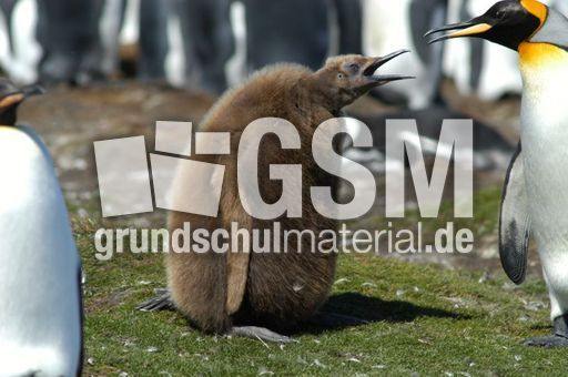 Königspinguin (41 von 84).jpg